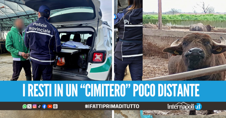 Bufale decapitate e date in pasto ai cani, sequestrato allevamento nel Casertano