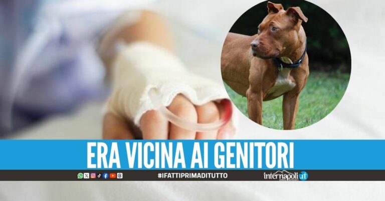 Pitbull azzanna una bimba di 2 anni, corsa all'ospedale di Salerno