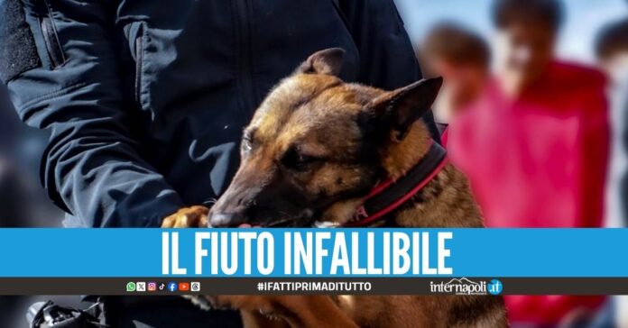 Spacciava nel Casertano, arrestato grazie al fiuto del cane Thelma