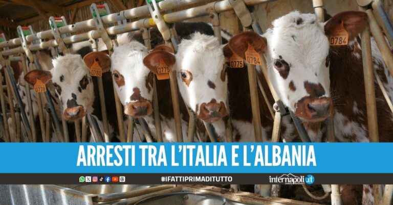 Vendevano l'eroina a 7 euro e tagliavano la cocaina droga con i farmaci per gli animali