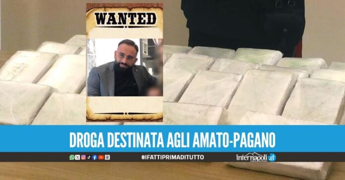 Carico di cocaina rubato, la 'ndrangheta mise una taglia sul narcos Bartiromo