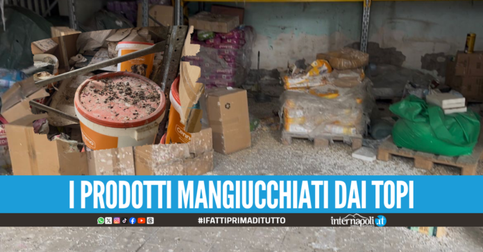 Escrementi vicino ai mangimi per animali, negozio degli orrori sequestrato ad Afragola