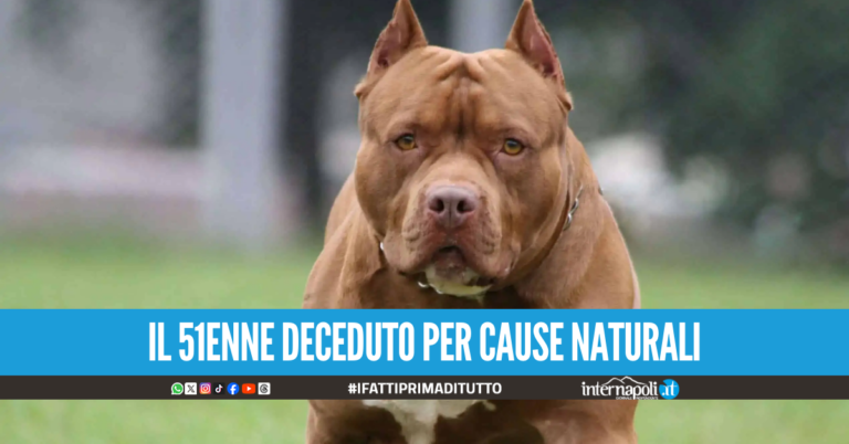 Morto in casa da giorni a Perugia, uomo divorato dai suoi tre pitbull