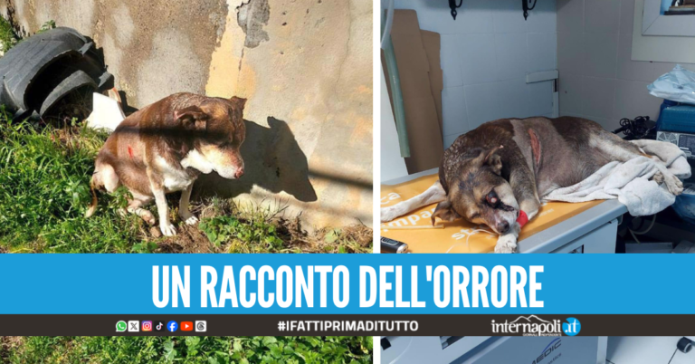 Orrore a Bacoli, cane picchiato e legato quasi a morte