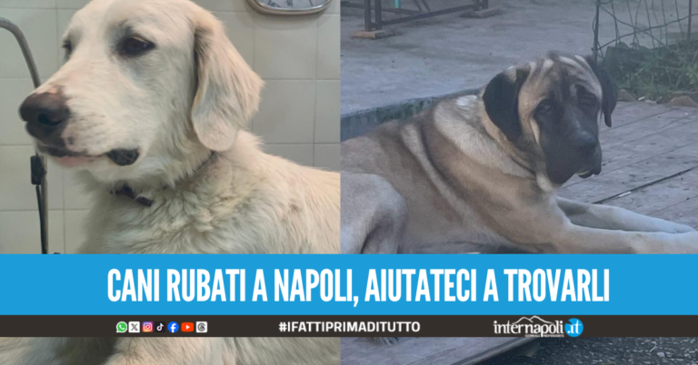 Due cani scomparsi ai Colli Aminei, appello del proprietario: “Aiutateci a ritrovarli”