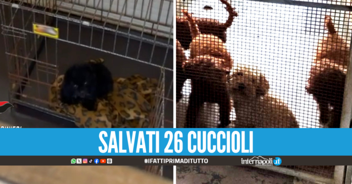 Canile lager a Villaricca, barboncini toy venduti su TikTok a 1200 euro