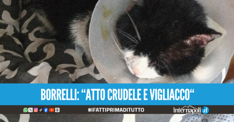 Pompei, sparano al gatto del quartiere: Pallino salvato da una volontaria