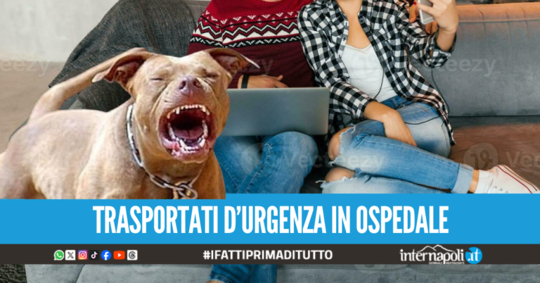 Tragedia sfiorata a Lacco Ameno, coppia aggredita dal putbull di famiglia