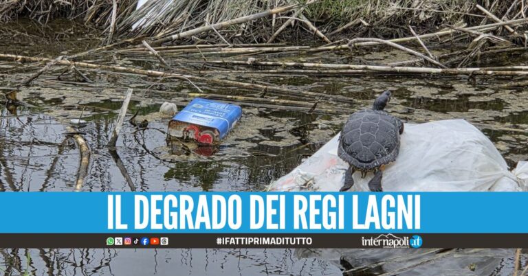 Inquinamento a Varcaturo, papere e tartarughe sguazzano tra i rifiuti