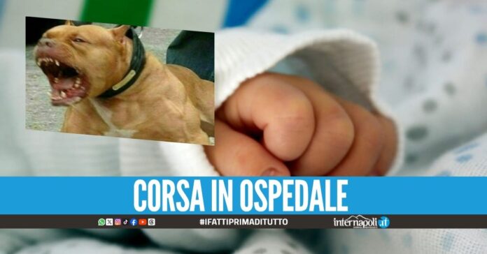 Bimba di 2 anni aggredita in strada dal pitbull, passeggiava con il papà