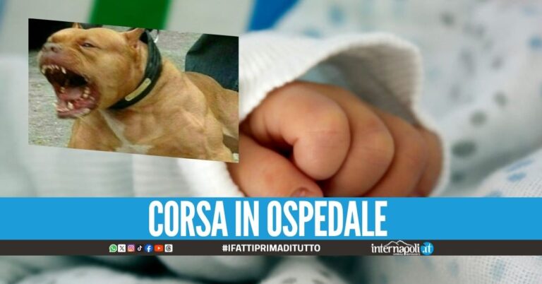 Bimba di 2 anni aggredita in strada dal pitbull, passeggiava con il papà