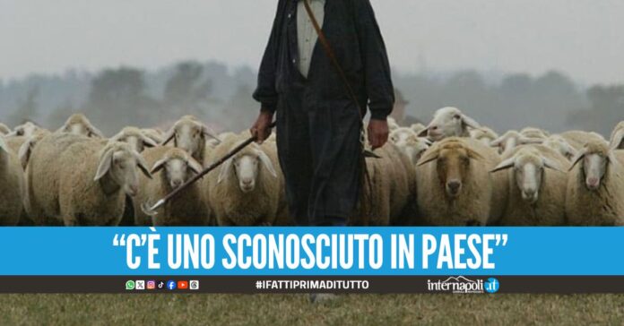 Latitante catturato nel Casertano, faceva il pastore nel casolare