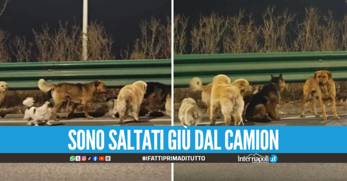 Fuga dal macello in Cina, sette cani percorrono 17 chilometri per tornare a casa dai padroni