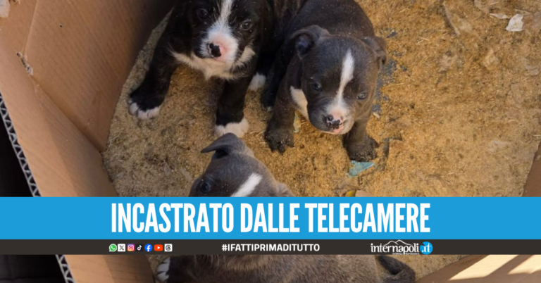 "Hanno abbandonato tre cuccioli in strada" ma era stato lui, denunciato ad Afragola