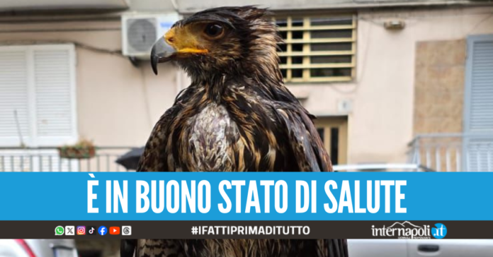 Poiana di Harris fugge dalla ditta di Pozzuoli, salvata dai carabinieri a Napoli