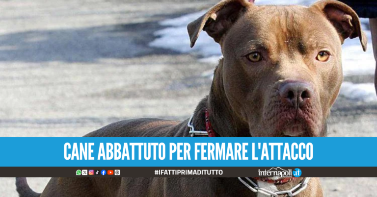Paura a Ischia, donna aggredita dal suo pitbull: amputata una gamba