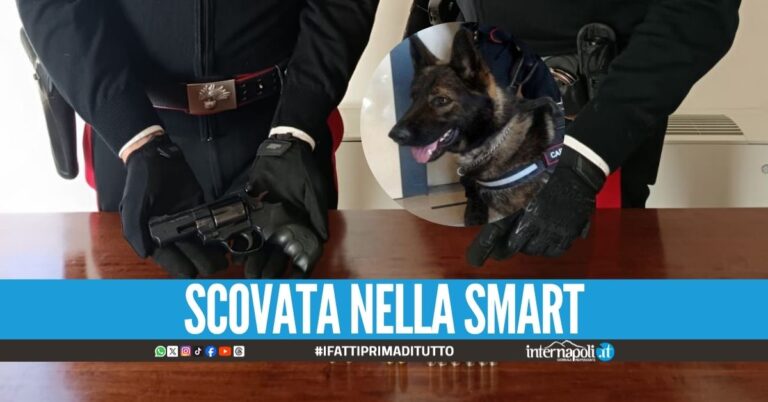 Il cane Rio fiuta la pistola clandestina, 54enne arrestato ad Ercolano