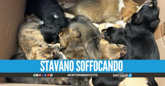 Dal pericolo al lieto fine, la polizia salva 8 cuccioli di cane