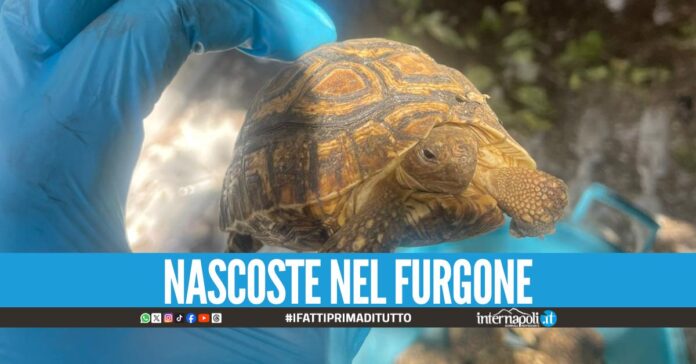 Salvate 45 tartarughe a Secondigliano, la scoperta nella case popolari