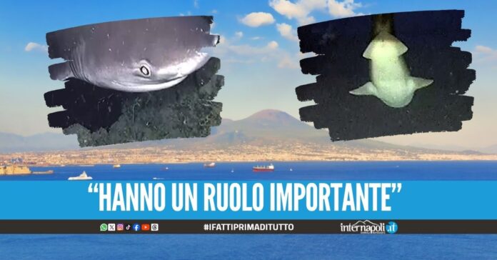 Squali nel golfo di Napoli, gli esperti: “Sono innocui e vanno protetti”