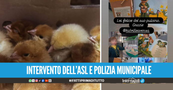 Pulcini vivi regalati ai bambini a scuola scoppia il caso a Giugliano