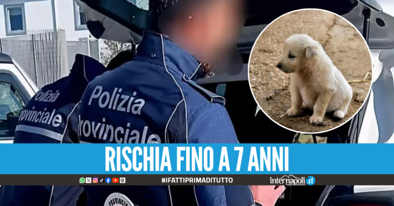 Aversa, abbandona la cagnolina che muore investita: denunciato