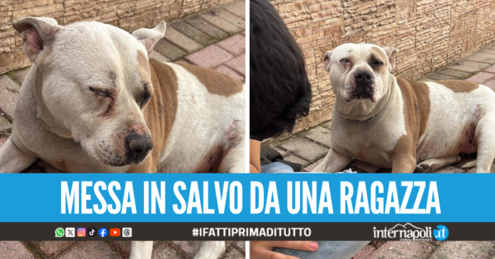 Choc a Marano, pitbull trovata ferita e agonizzante in strada
