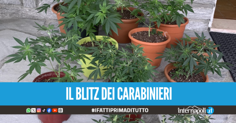 Aveva una serra di marijuana in casa della fidanzata a Licola, scarcerato il 32enne