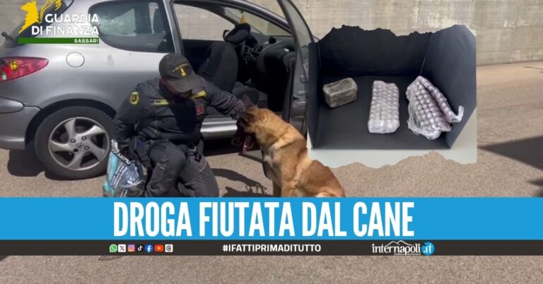 Sbarca al porto con oltre un kg di hashish, beccato 54enne di Napoli L’operazione delle Fiamme Gialle olbiesi è scattata durante i controlli operati sui mezzi e passeggeri sbarcati dalla motonave Moby Orli proveniente da Genova, fortemente intensificati a ridosso del fine settimana e in concomitanza con le festività previste per San Simplicio, patrono della città. Tra questi, particolare attenzione è stata rivolta al conducente di un’utilitaria, il cui atteggiamento nervoso, unitamente alle risposte evasive in merito alle ragioni del viaggio, ha destato sospetto nei militari che hanno deciso di procedere a un controllo più accurato con l’ausilio delle unità cinofile del Gruppo. A seguito della segnalazione dei cani antidroga Dante e Semia, particolarmente “attirati” dal mezzo, gli operanti hanno proceduto a effettuare una perquisizione più approfondita, all’esito della quale è stato scoperto, abilmente occultato all’interno dell’abitacolo, circa un chilo e mezzo di hashish sigillato sottovuoto al fine di renderne più difficoltosa l’individuazione. La sostanza, suddivisa in 3 panetti e circa un centinaio di ovuli, già pronti per la successiva cessione, qualora immessa sul mercato, avrebbe fruttato guadagni per un valore stimato in oltre 15.000 euro. Al termine delle operazioni il soggetto è stato tratto in arresto e posto a disposizione della Procura della Repubblica di Tempio Pausania, mentre la sostanza stupefacente è stata sequestrata unitamente al veicolo utilizzato dal corriere per il viaggio. L’attività di servizio, da inquadrarsi nel dispositivo permanente di contrasto ai traffici illeciti coordinato dal Comando Provinciale di Sassari, testimonia il continuo impegno del Corpo nella repressione del traffico di sostanze stupefacenti a tutela sicurezza e della salute pubblica, nonché del corretto presidio dell’economia legale. Comunicazione stampa autorizzata dall'Autorità Giudiziaria, come da decreto motivato n. 32 del Reg. 2026 del 15 maggio 2026 della Procura della Repubblica presso il Tribunale di Tempio Pausania, con la precisazione che i fatti sopra riportati, allo stato, si riferiscono esclusivamente alla fase d'indagine preliminare fatto salvo il giudizio di merito.