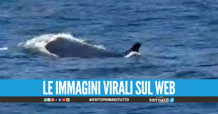 Balenottera avvistata in mare tra Capri e Punta Campanella