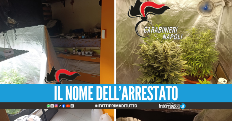 Serra di marijuana in casa, arrestato 32enne a Pozzuoli