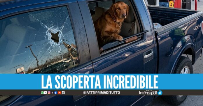 Assurdo in Usa, cane gioca con un fucile a pompa e parte un colpo