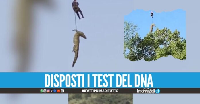 Abbattuto coccodrillo da 500 kg, aveva resti umani nello stomaco