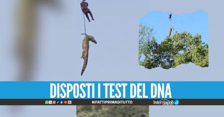 Abbattuto coccodrillo da 500 kg, aveva resti umani nello stomaco