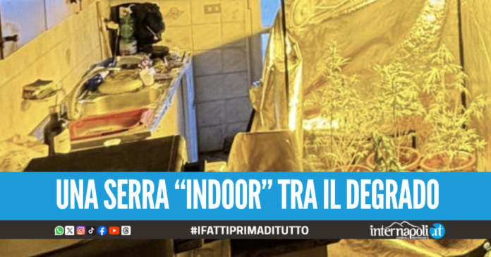 Cannabis in casa tra i barattoli di sugo e pelati, arrestato 48enne a Torre del Greco