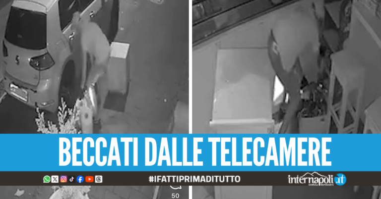 Raid in panetteria nel Napoletano, ladri portano via panini e rotoloni