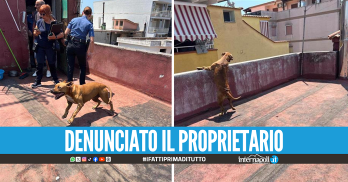Cane salvato a Qualiano, era costretto a vivere sul terrazzo sotto il sole cocente