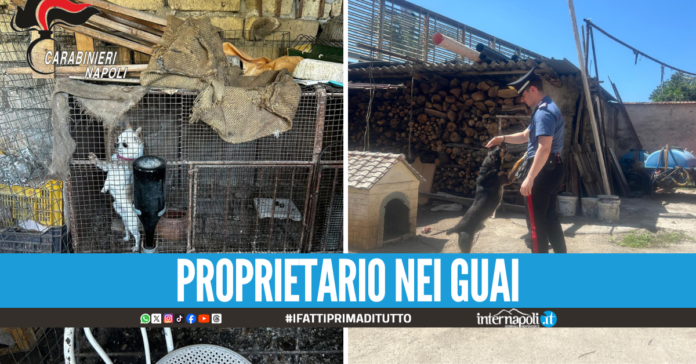 Canile lager nel Napoletano, cucciolo legato con una catena al collo