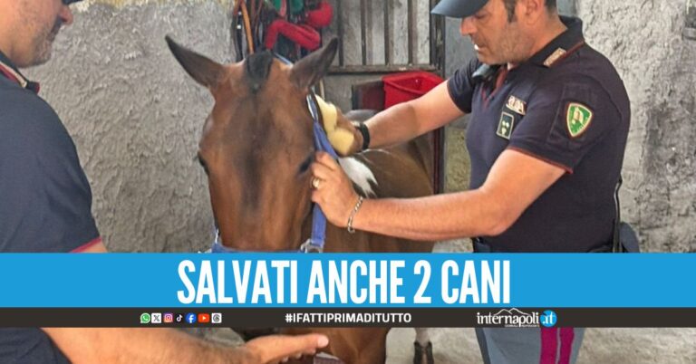 Costretto a vivere senza aria e luce, pony salvato dalla polizia