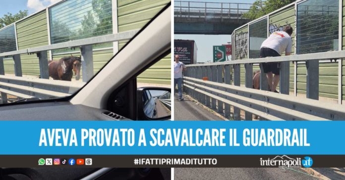 Cavallo ferito in autostrada a Napoli, automobilisti lo bloccano in attesa dei soccorsi