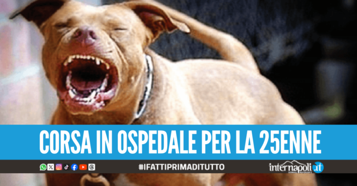 Dramma a Casoria, giovane morsa al volto dal pitbull mentre proteggeva il suo bassotto