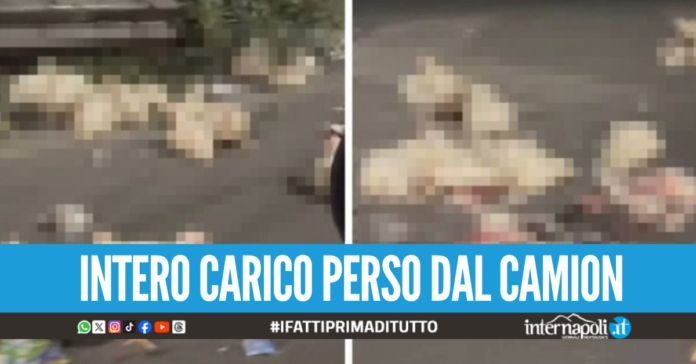 Strage di animali sull'Asse Mediano a Chiaiano, decine di galline morte sull'asfalto