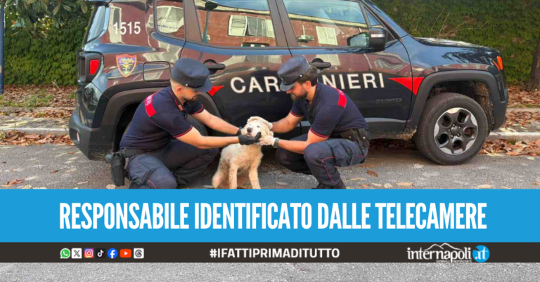 Scarica rifiuti e abbandona cagnolino in strada a Giugliano, il cucciolo salvato dai carabinieri