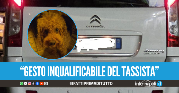 Cacciati dal taxi a Ischia perché in compagnia del cagnolino: 
