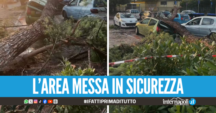 Il maltempo fa danni ad Acerra, albero crolla e distrugge cinque auto