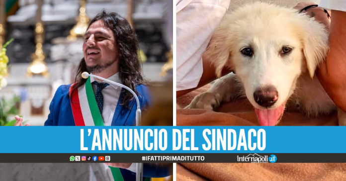 Dall'abbandono a una nuova casa, adottato il cucciolo lasciato tra i rifiuti a Bacoli