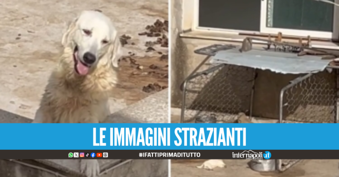 Nove cani abbandonati sotto al sole a 43 gradi, morti quattro cuccioli