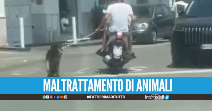 Assurdo a Frattamaggiore, trascinano il pastore tedesco in sella allo scooter