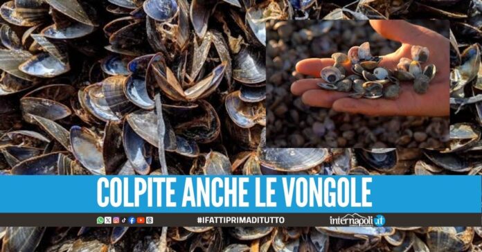 Il caldo estremo distrugge 1000 quintali di cozze: l'allarme dei pescatori