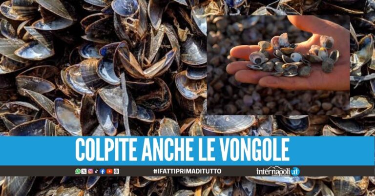 Il caldo estremo distrugge 1000 quintali di cozze: l'allarme dei pescatori